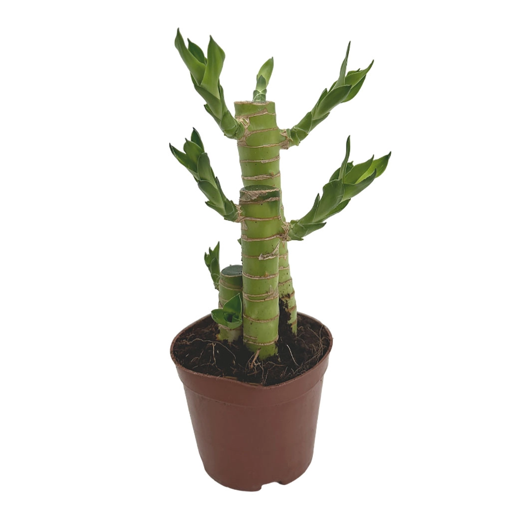 Бамбук лаки 3 ст