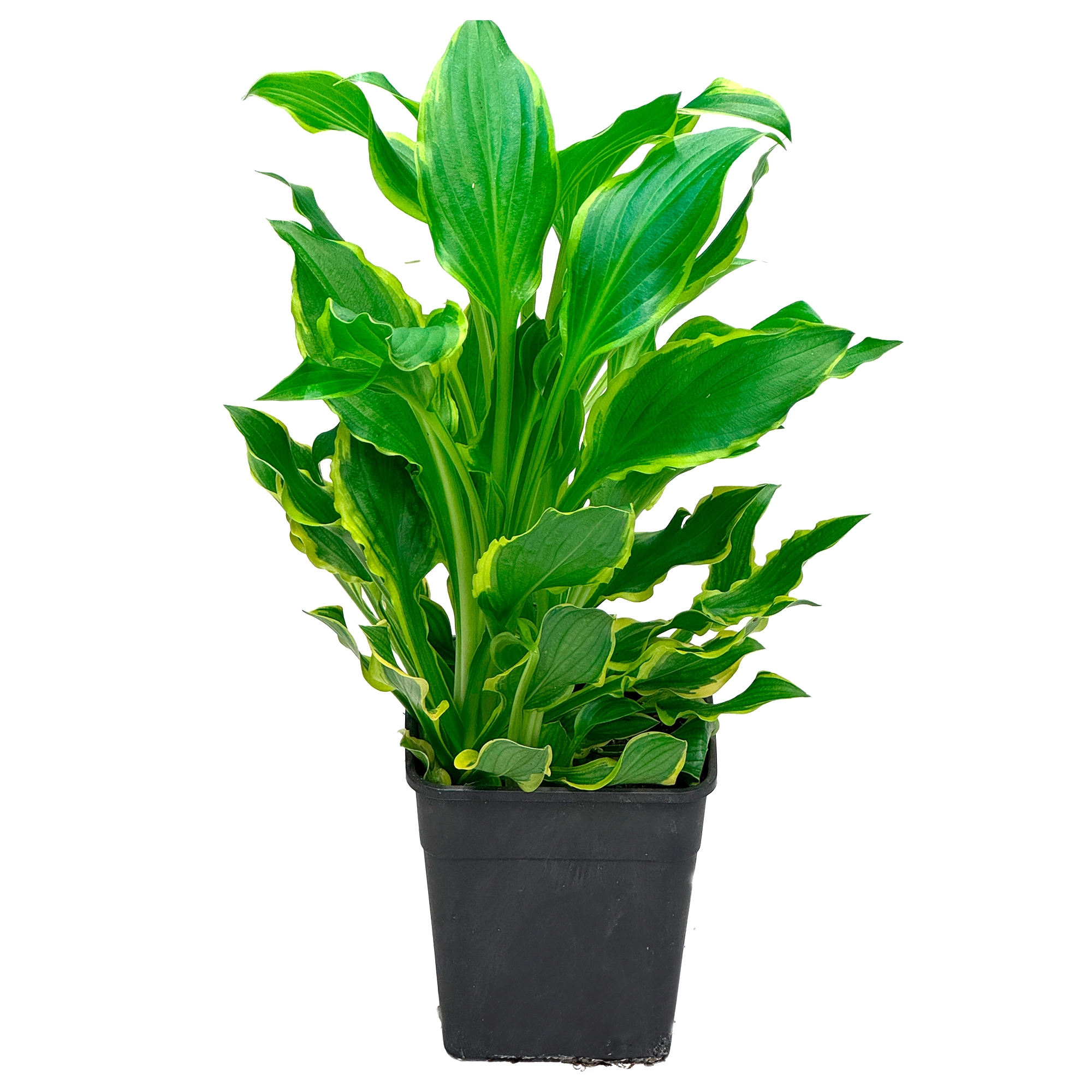 Драцена фрагранс Дорадо разветвленная