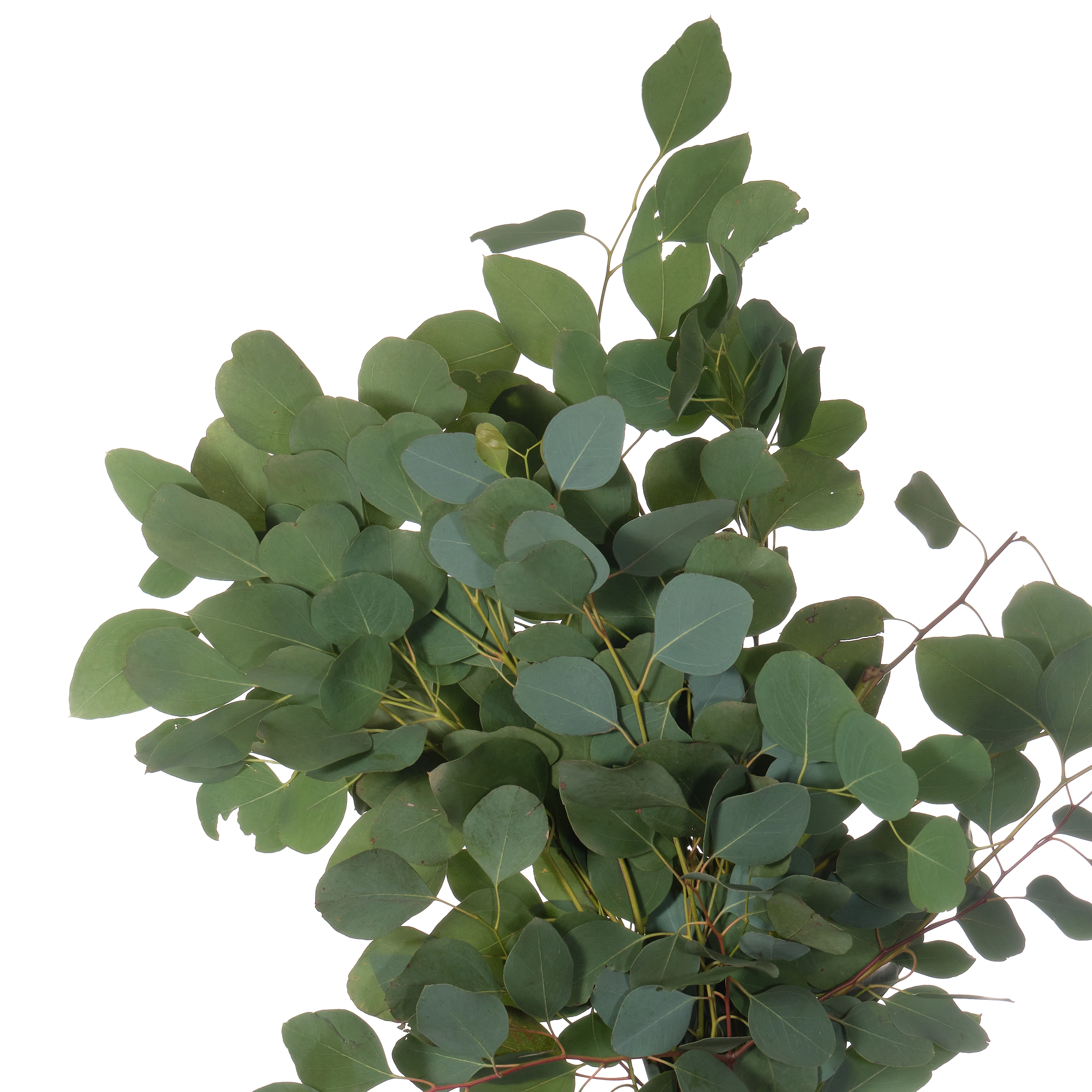 Листья Эвкалипт популус