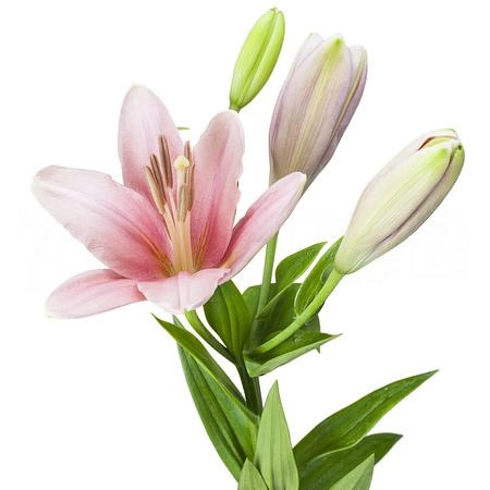 Лилия ла бриндиси