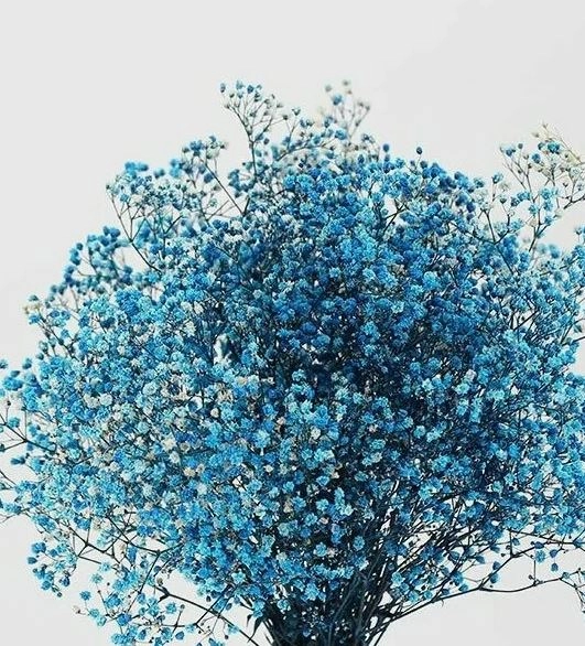 Гипсофила тинтед скай блу