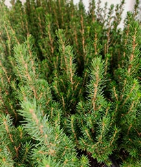 Новогодний ассортимент