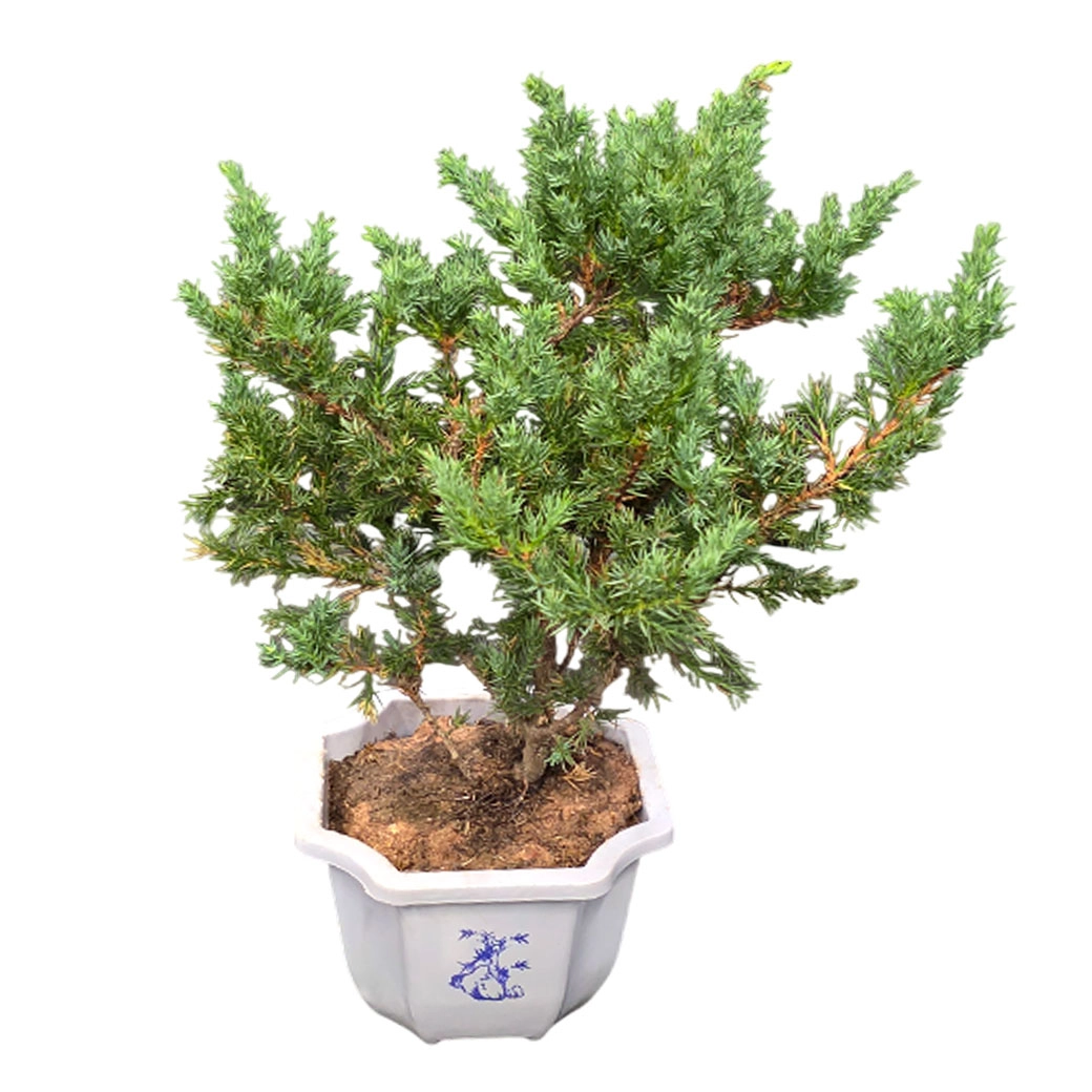 Можжевельник бонсай
