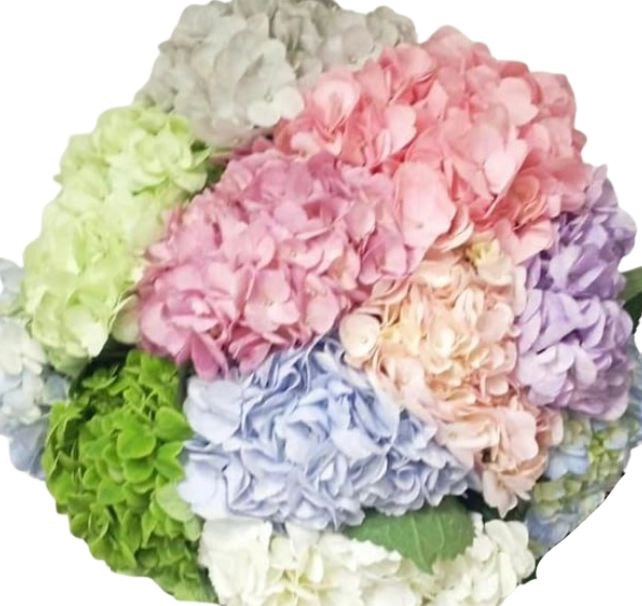 Гидрангия премиум микс 7цветов