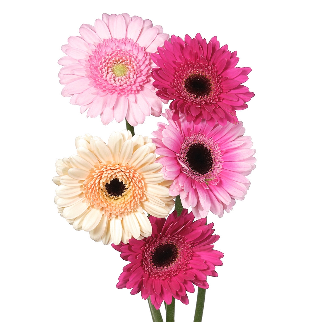 Гербера мини микс фантазия дрим