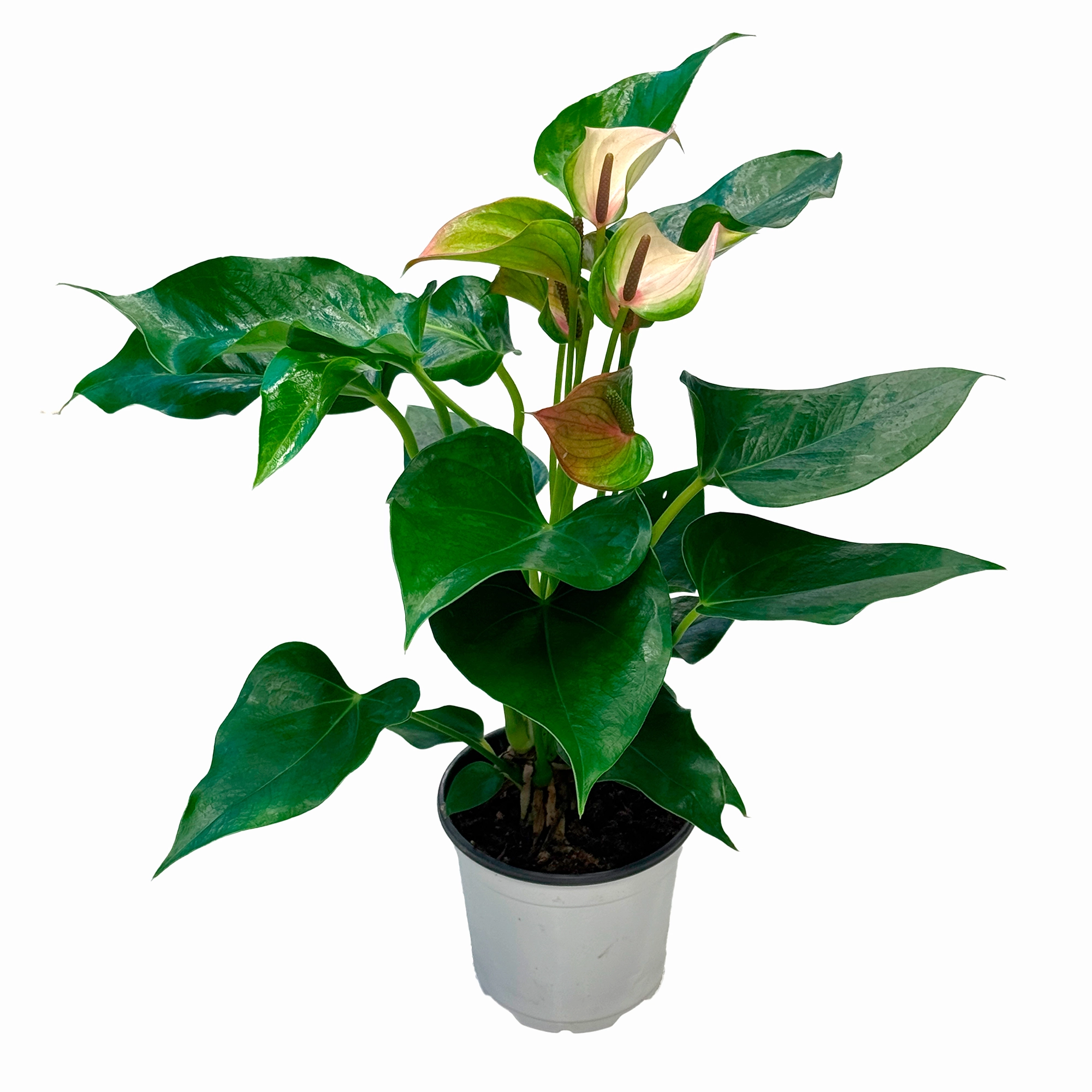 Антуриум андрианум Хатбит