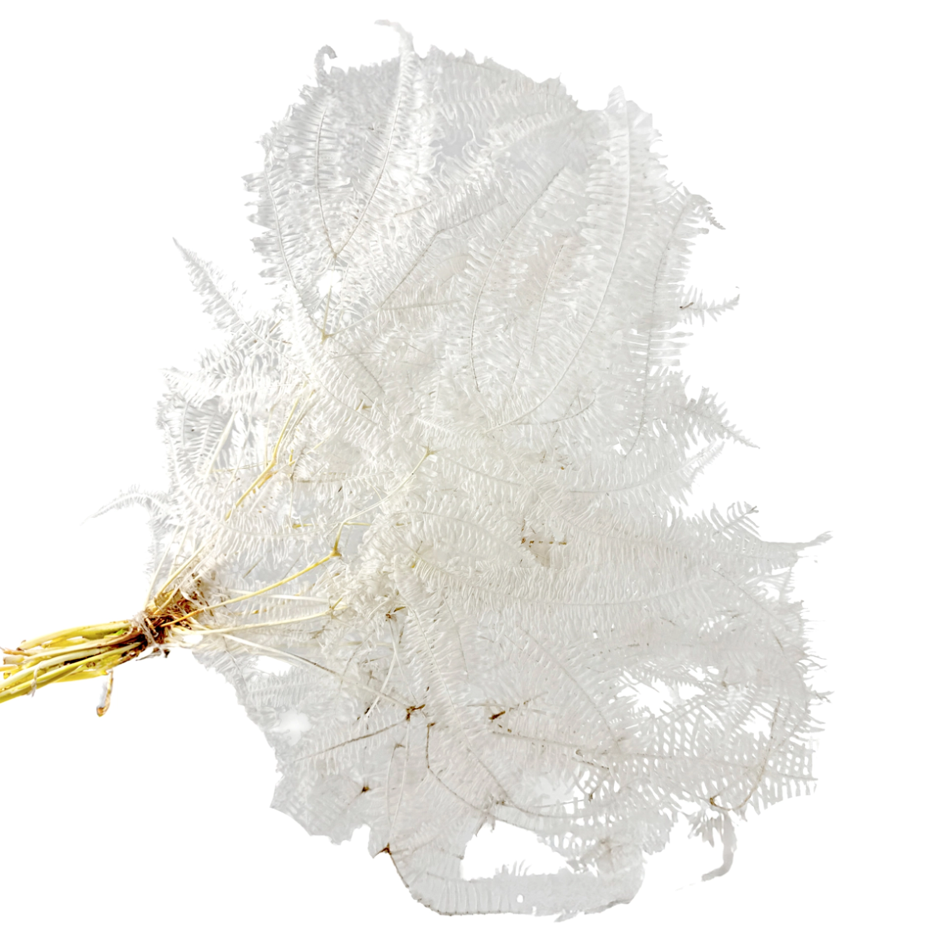 Сухоцветы стабилизированные "Папоротник", H60 см, набор (10 шт) Белый