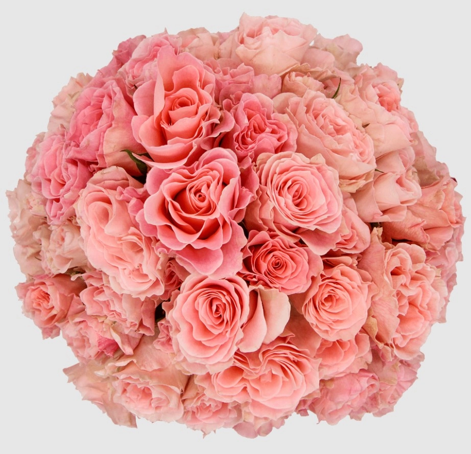 Роза куст констеллейшн