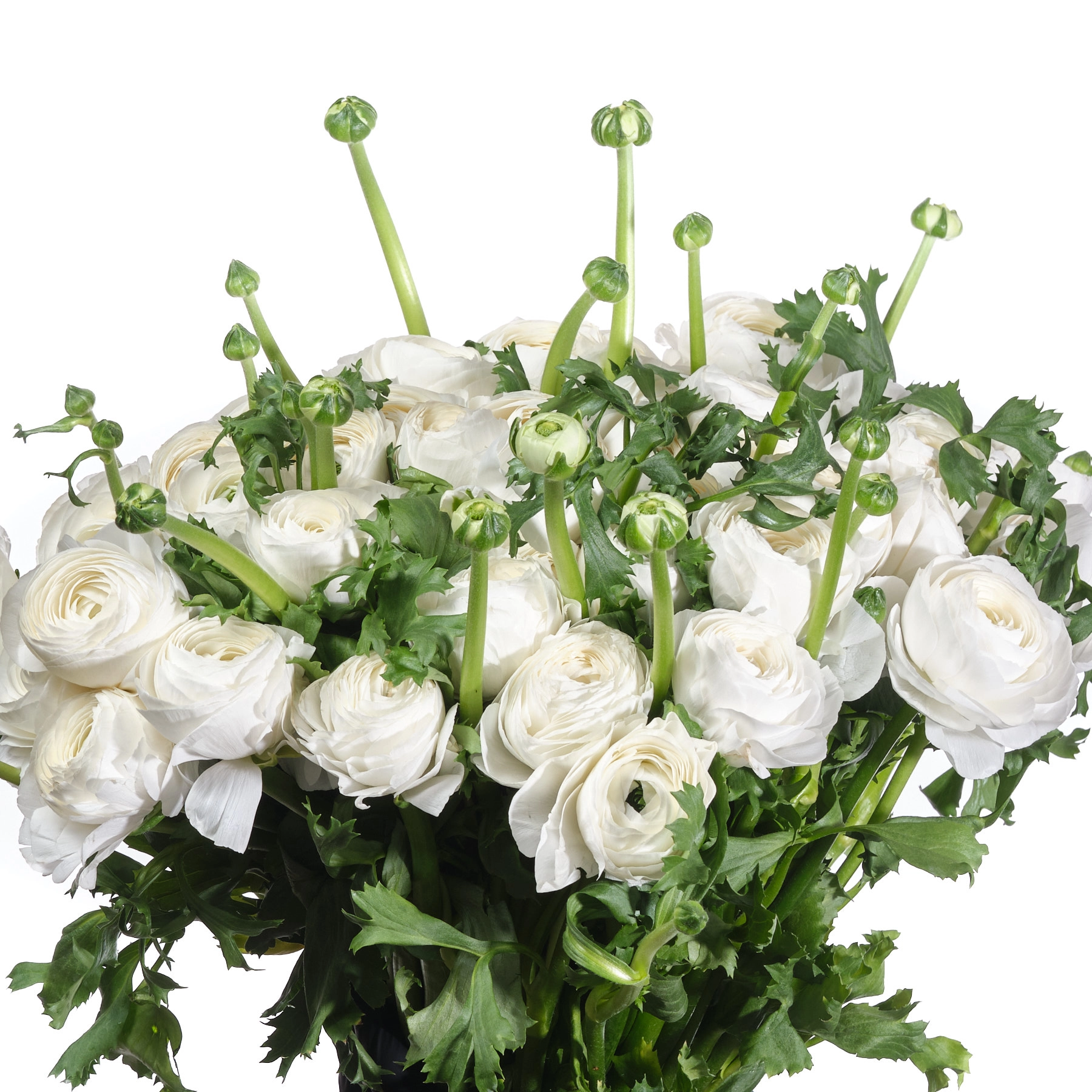 Ранункулус клуни сибирь х50