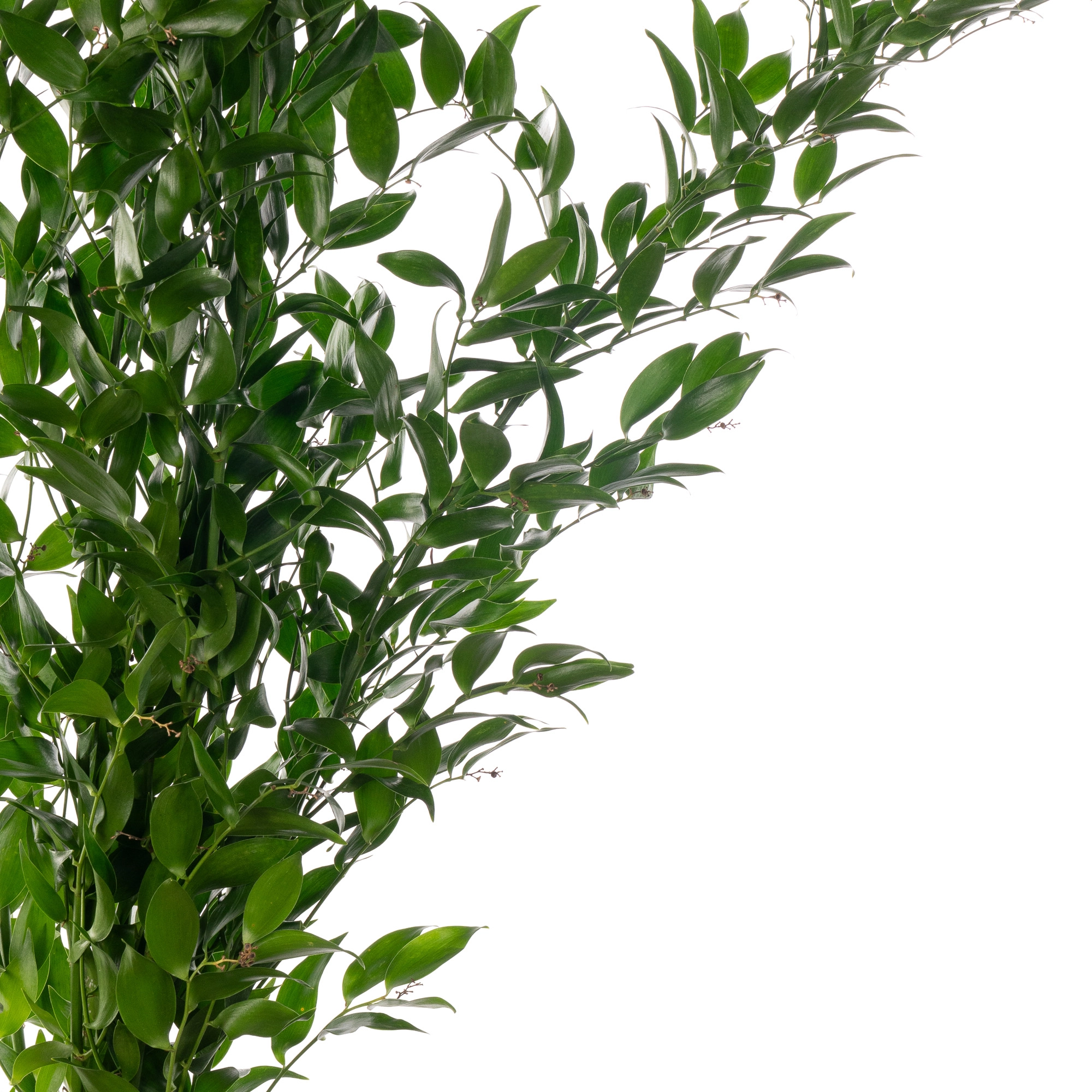 Листья Рускус длинный