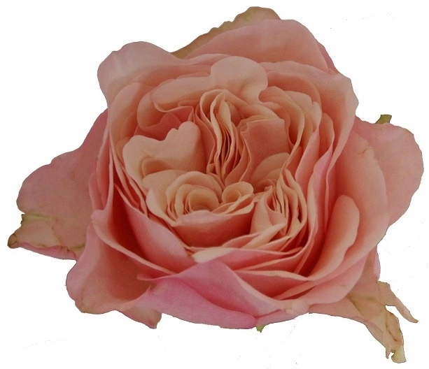 Роза однг ё трули