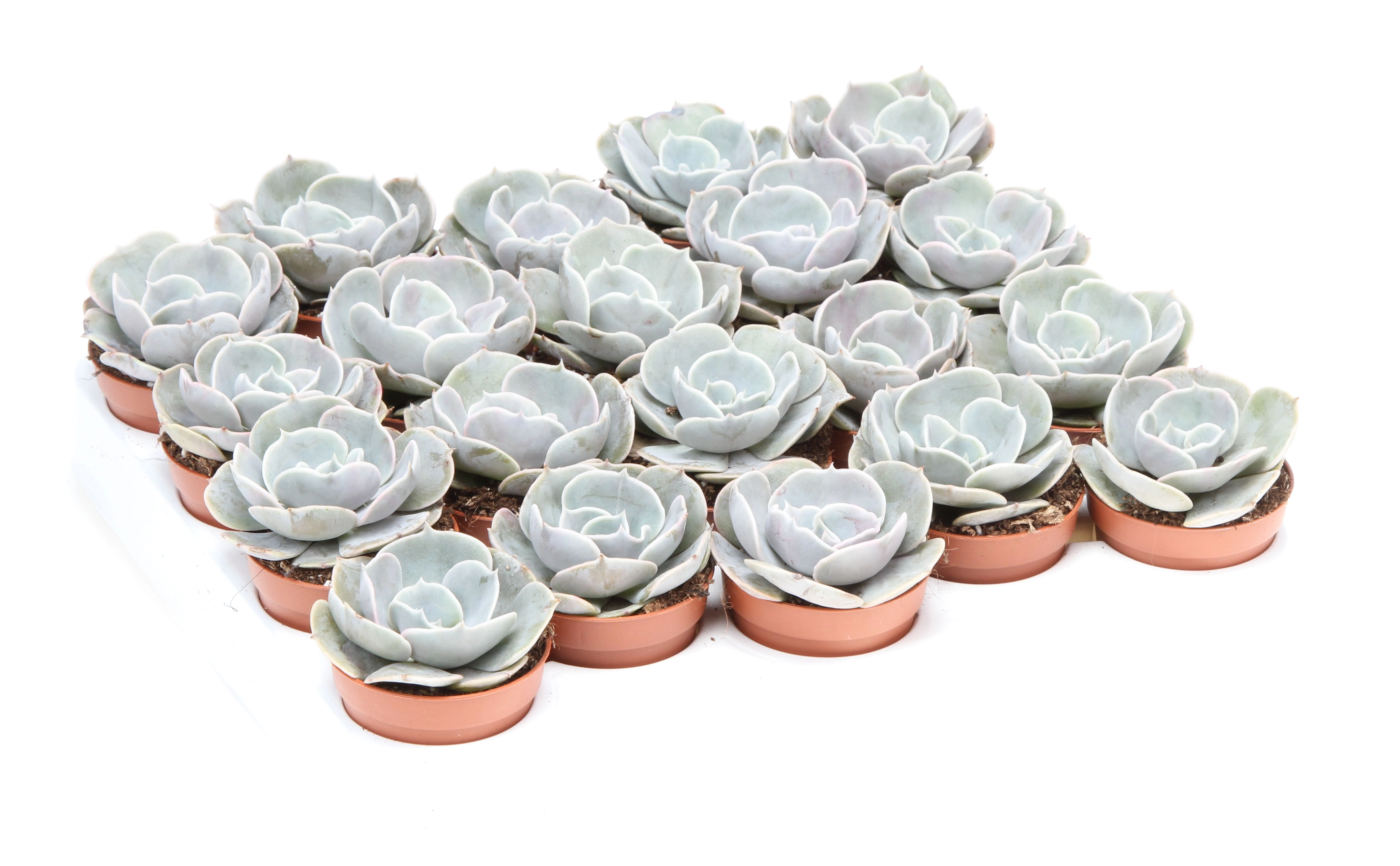 Эхеверия Полукс