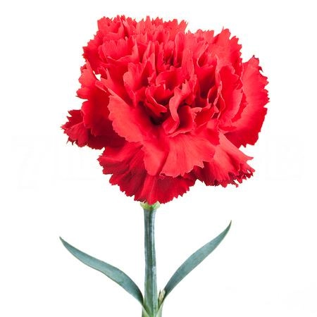 Гвоздика дант