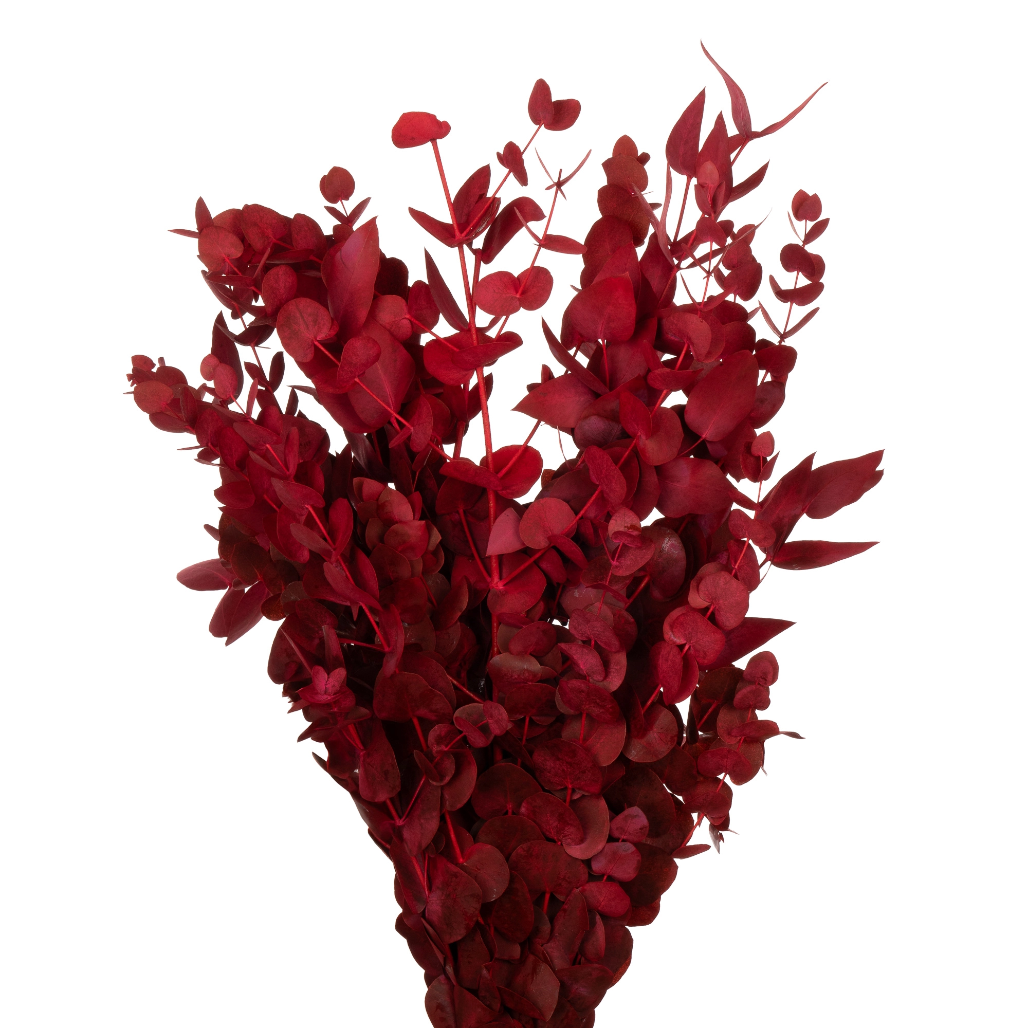 Листья Эвкалипт цинерея краш. красные