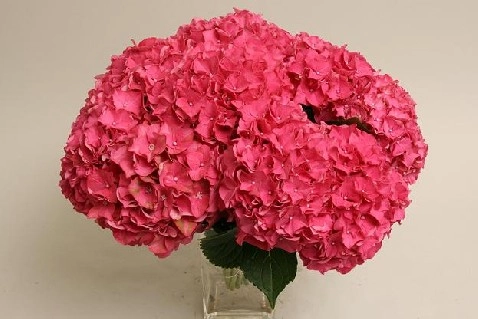 Гидрангия вайт адмирал