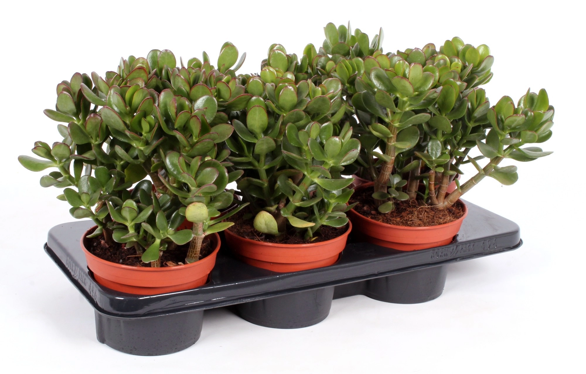 Крассула овата Сансет