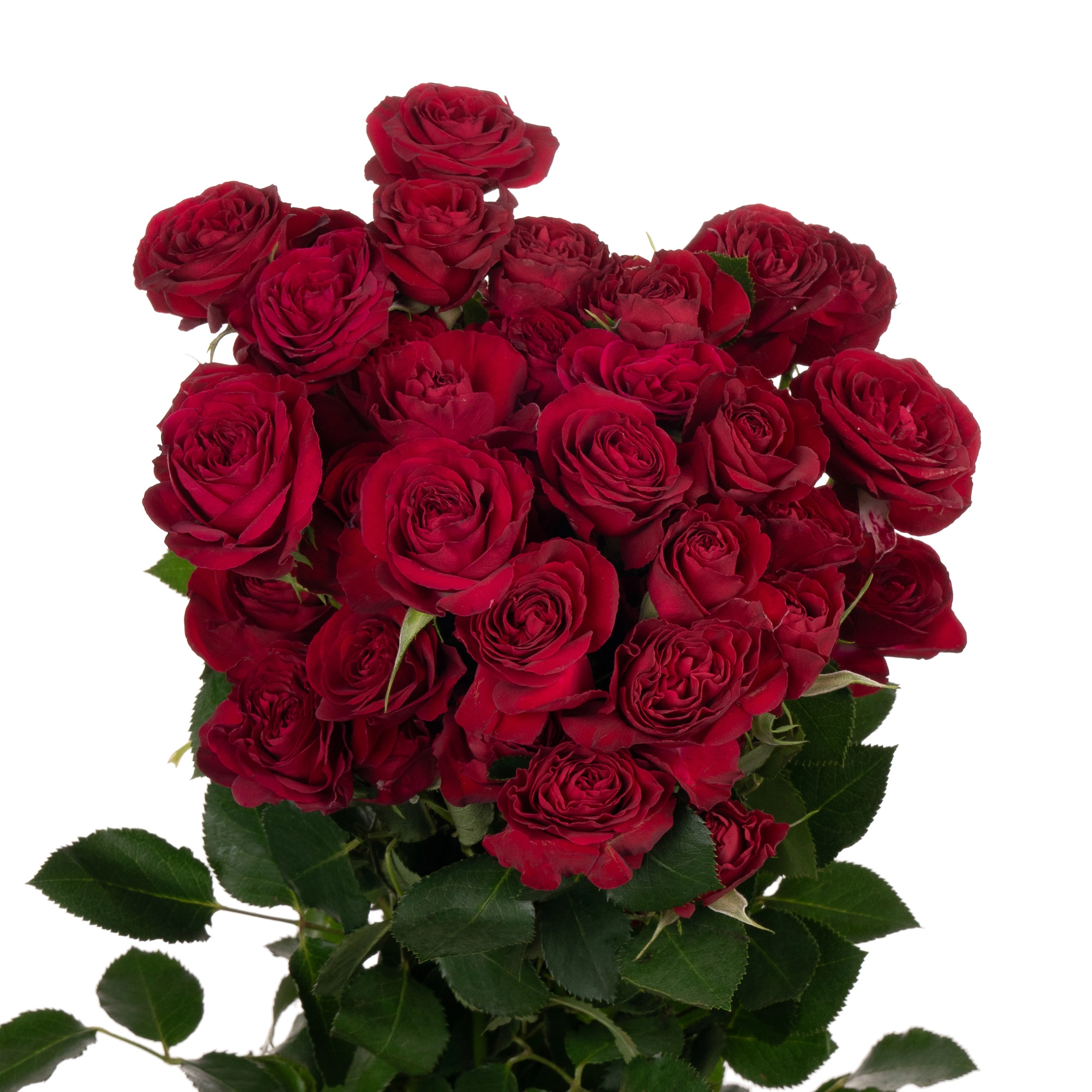 Роза куст ред трендсеттер