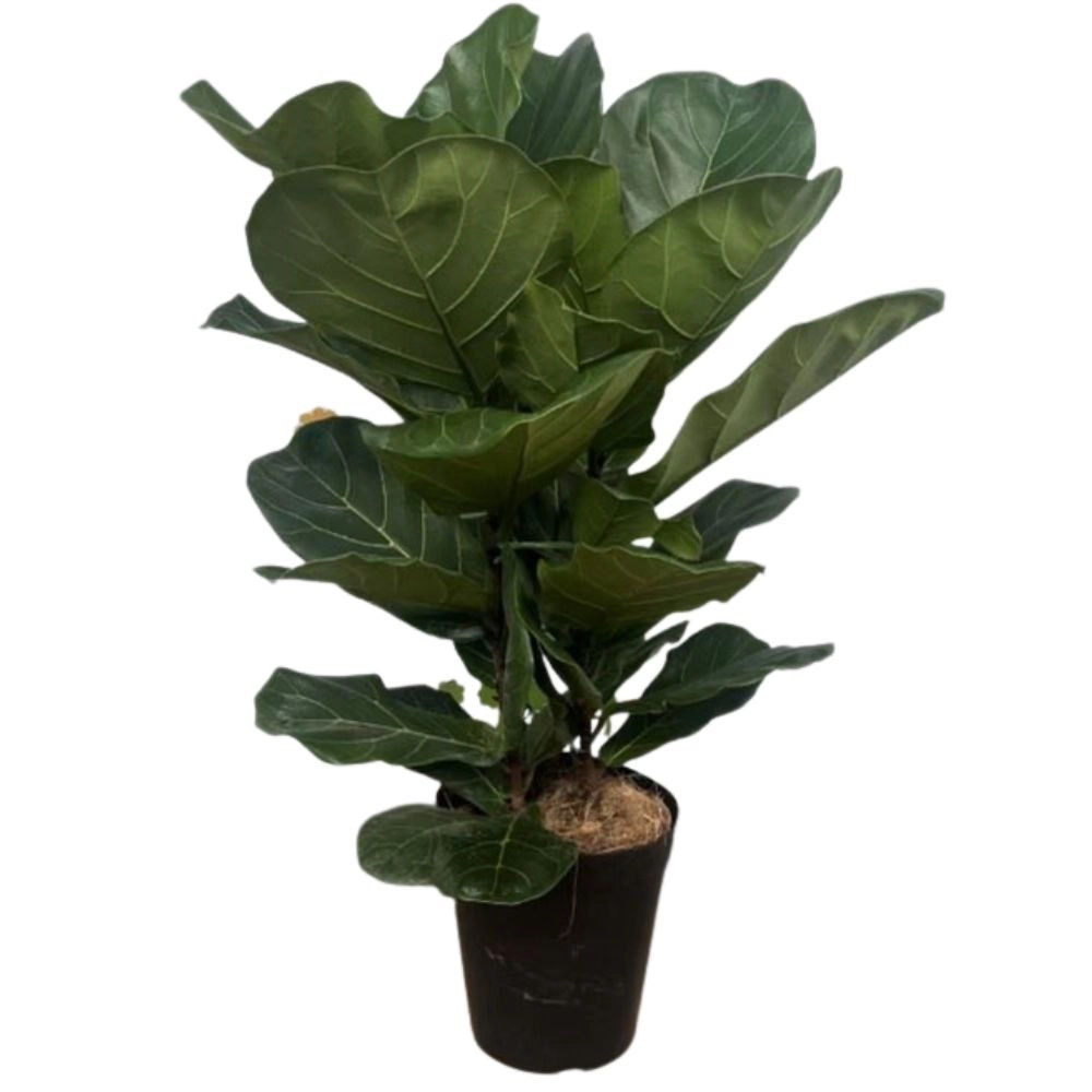 Фикус лирата