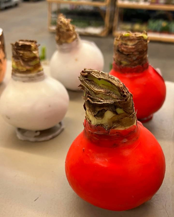 Гиппеаструм Микс в воске новогодний