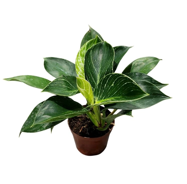 Филодендрон Биркин