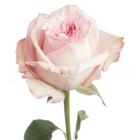 Роза однг о' хара