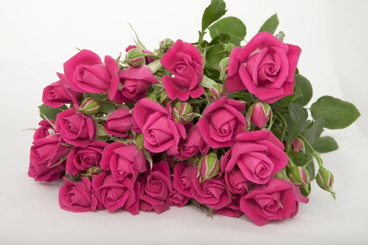 Роза куст алисия