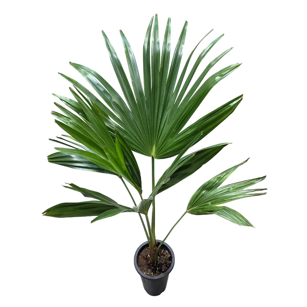 Ливистона Чиненсис