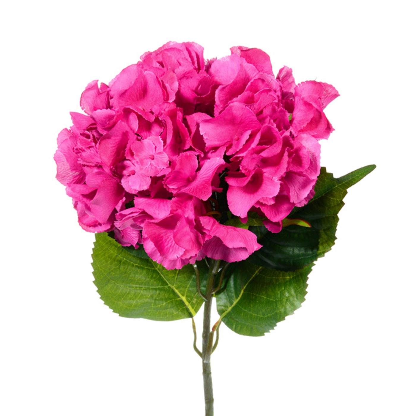 Гидрангия премиум хот пинк