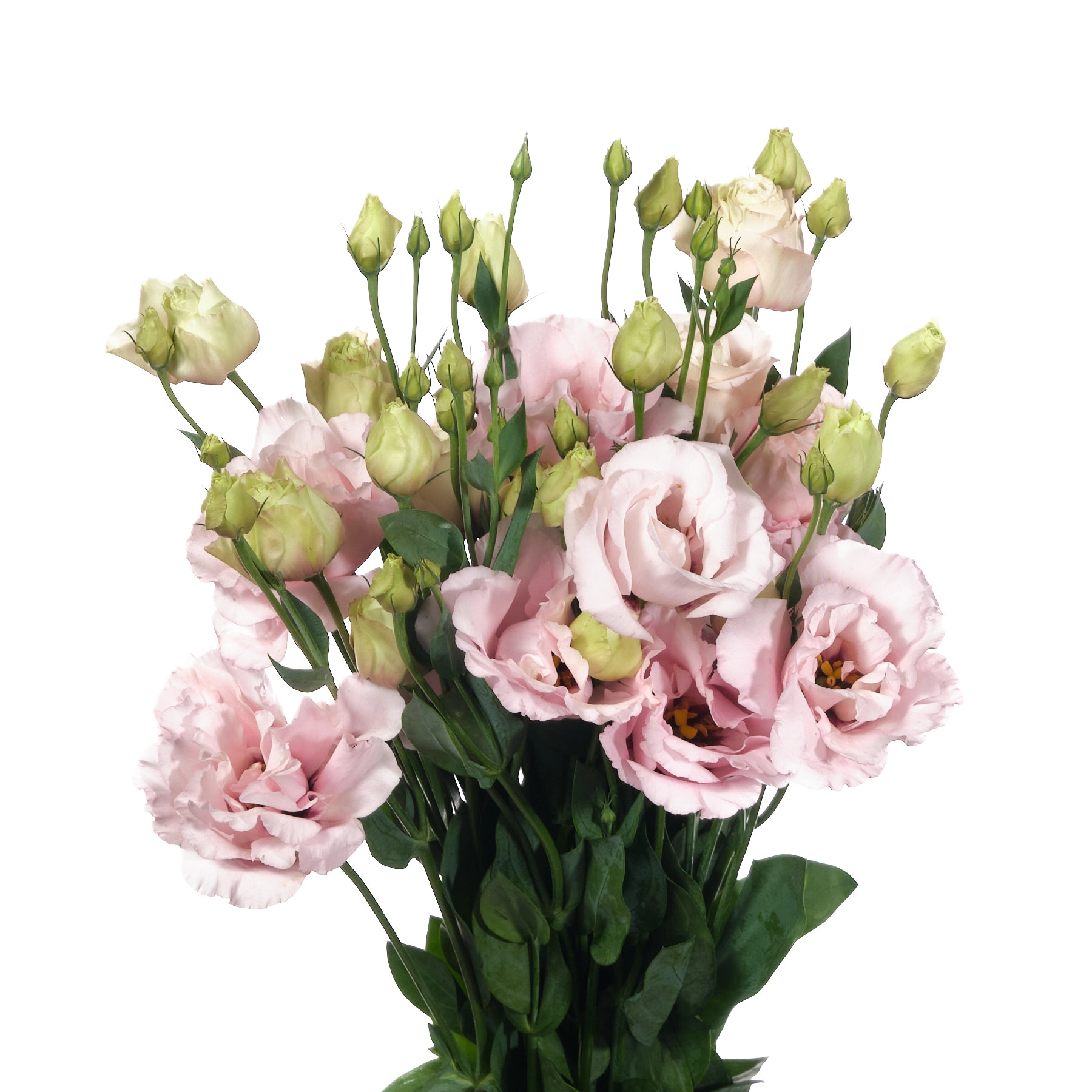 Лизиантус ду светло-розовый