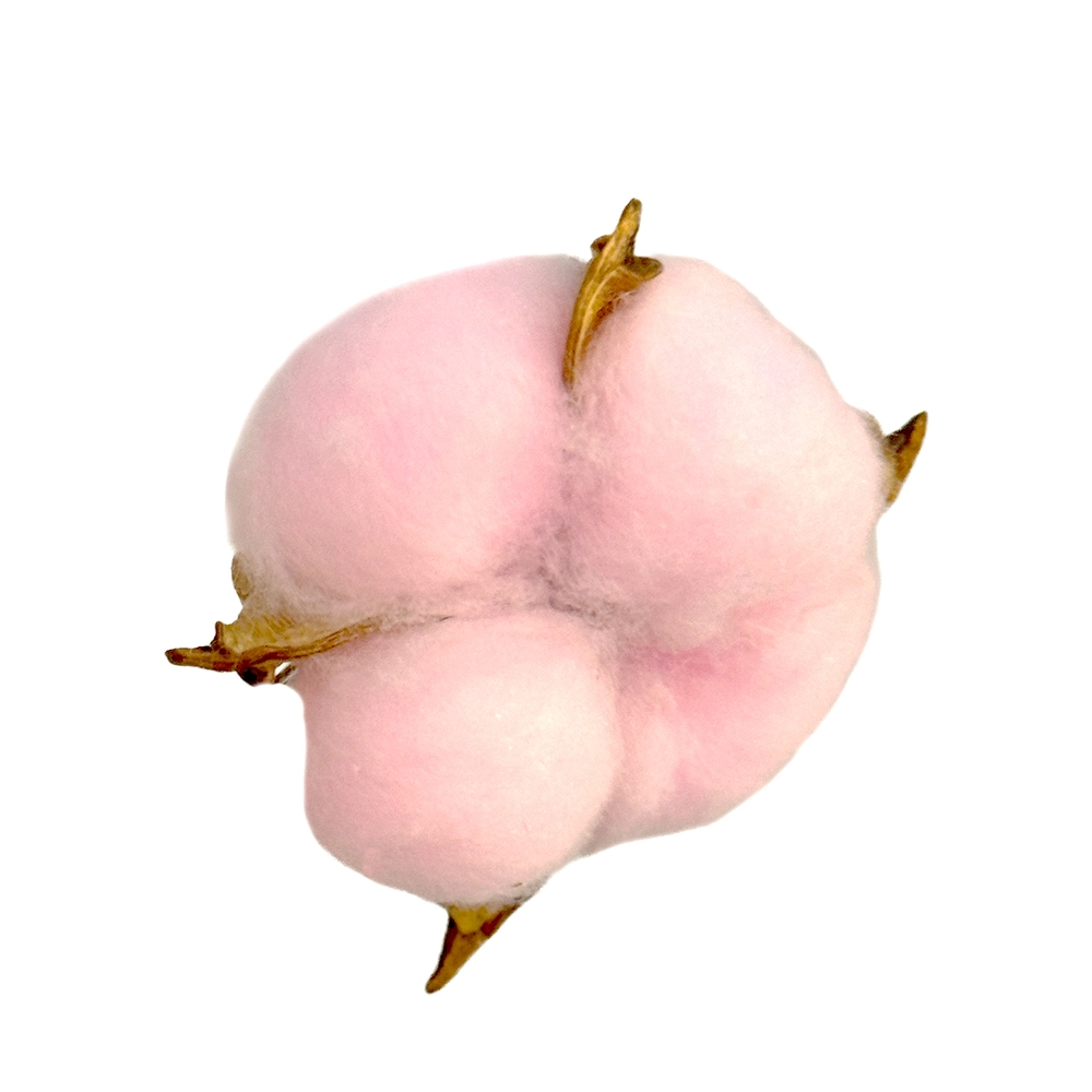 Сухоцветы "Хлопок", набор (20 шт) Светло-розовый