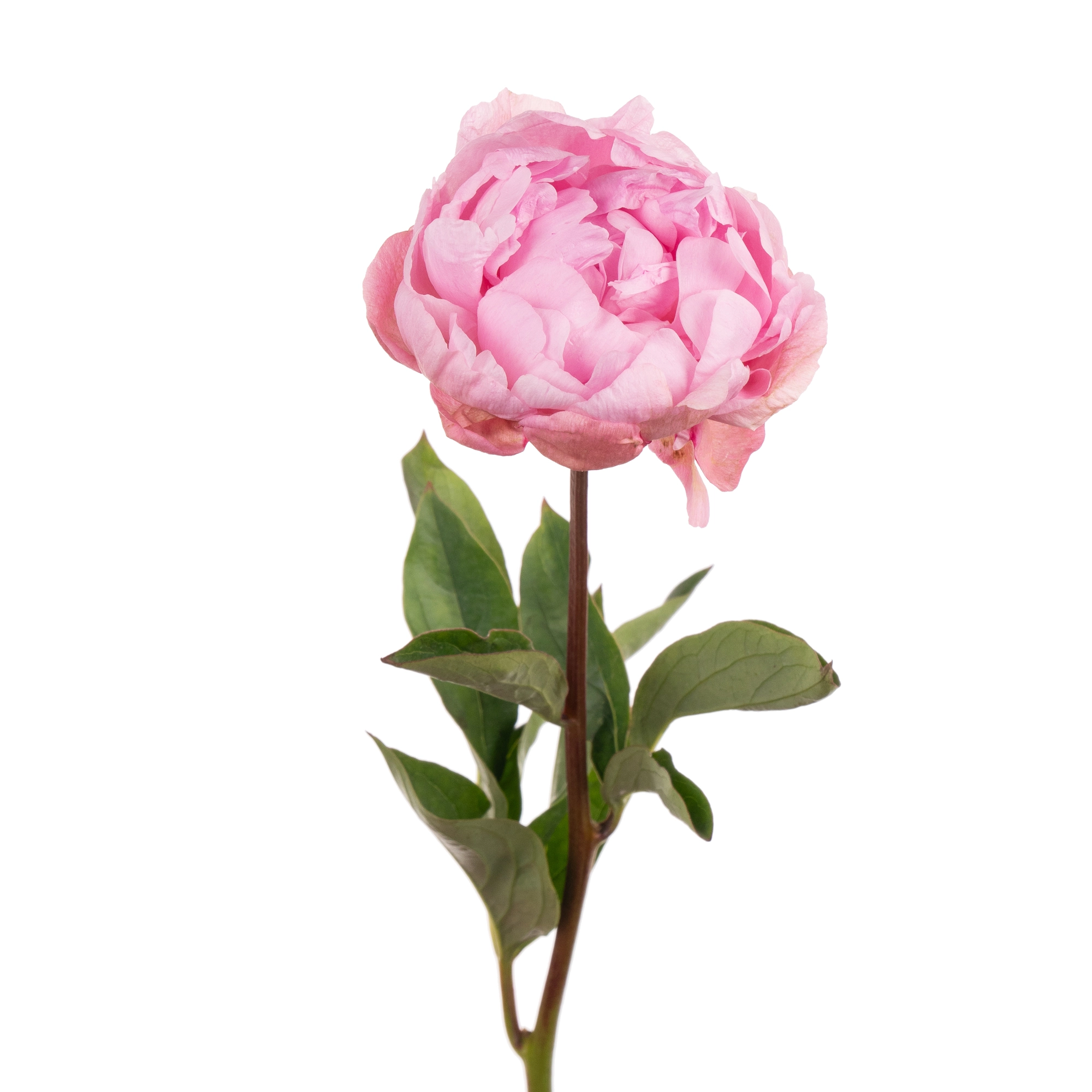 Пион розовый