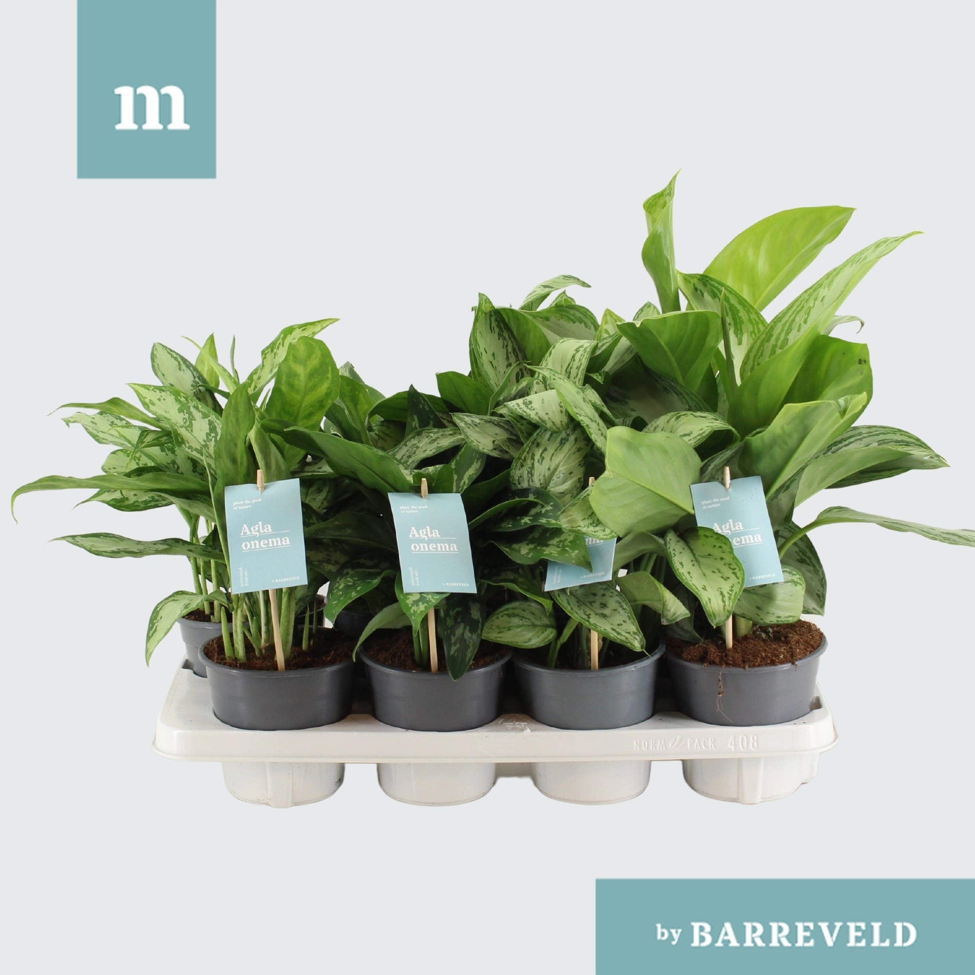 Аглаонема Грин Микс