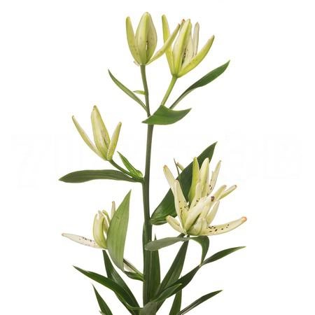 Лилия азиатская маст си