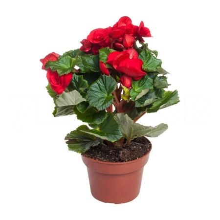 Бегония элатиор красная