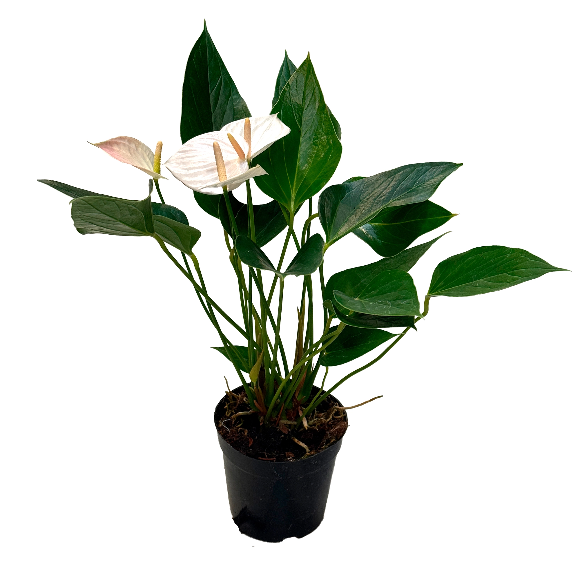 Антуриум андрианум Евро Вайт