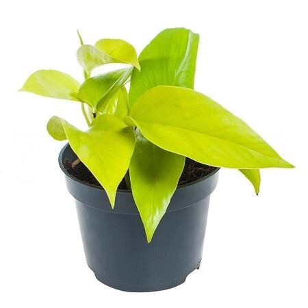 Эпипремнум Голден Потос