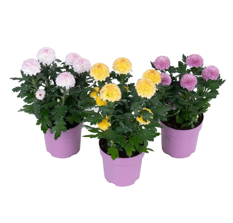 Хризантема махровая Флауэрпопс микс