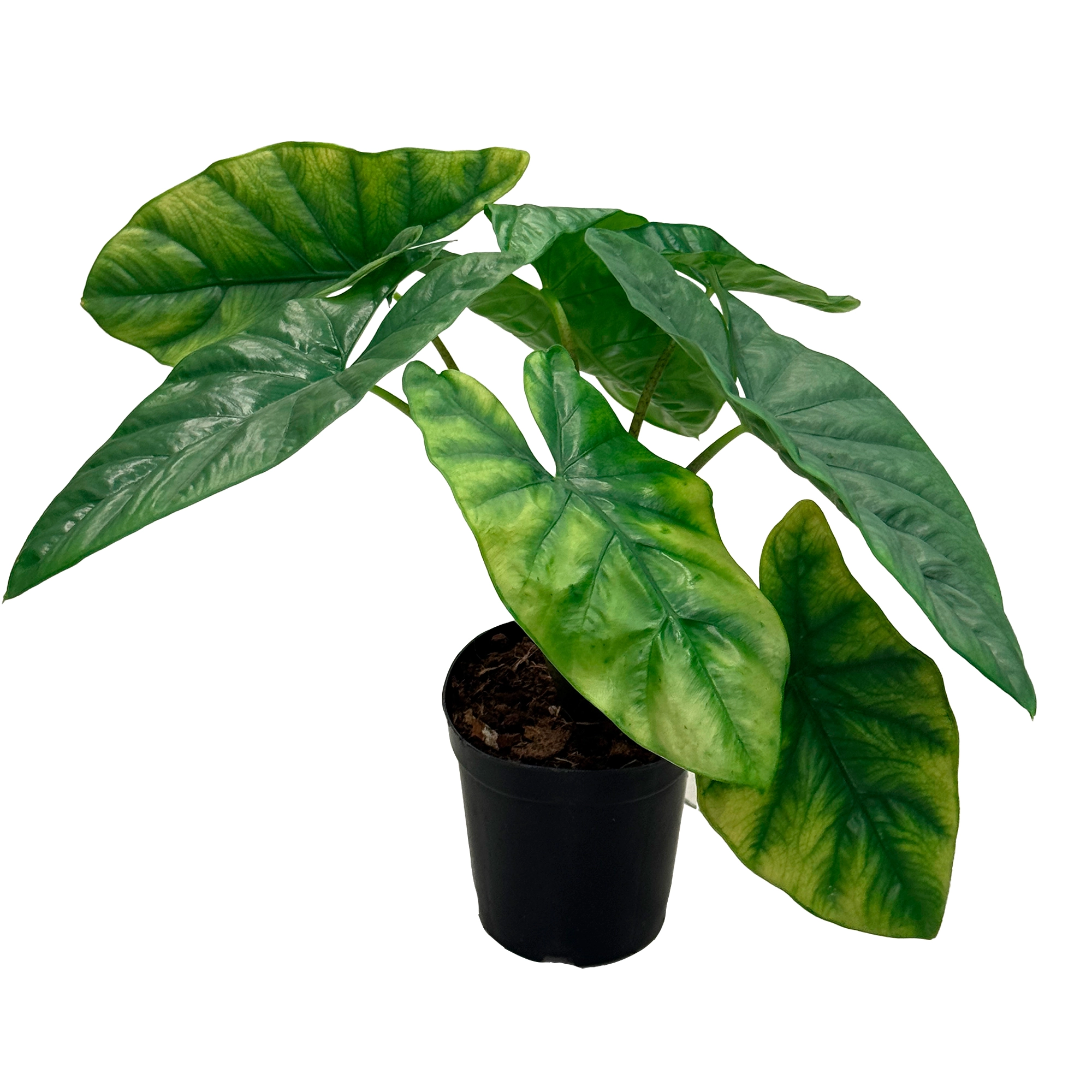 Алоказия Хетерофилла