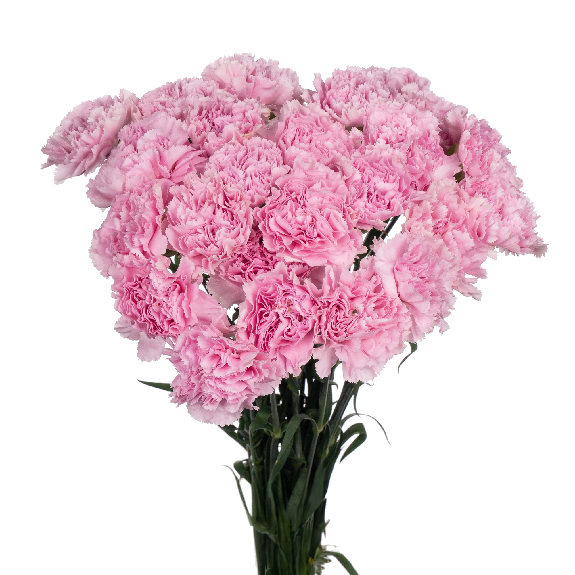 Гвоздика клеавотер