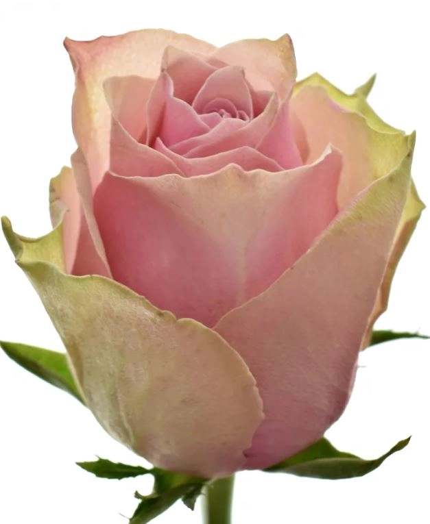 Роза однг роял атена