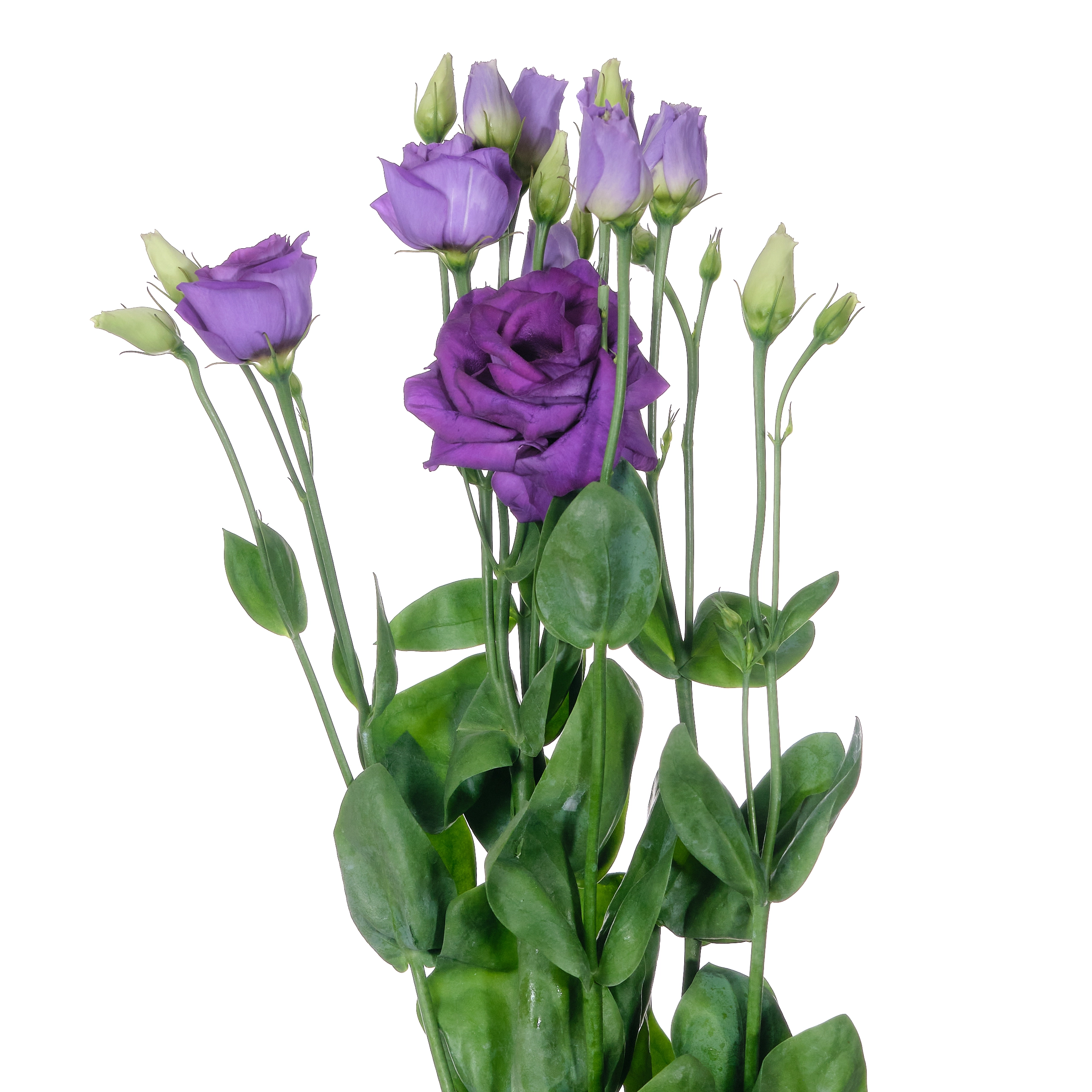 Лизиантус ду росита синий