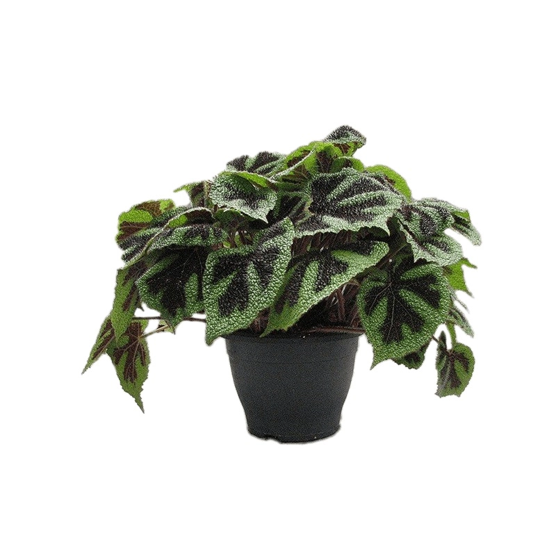 Бегония рекс Масониана