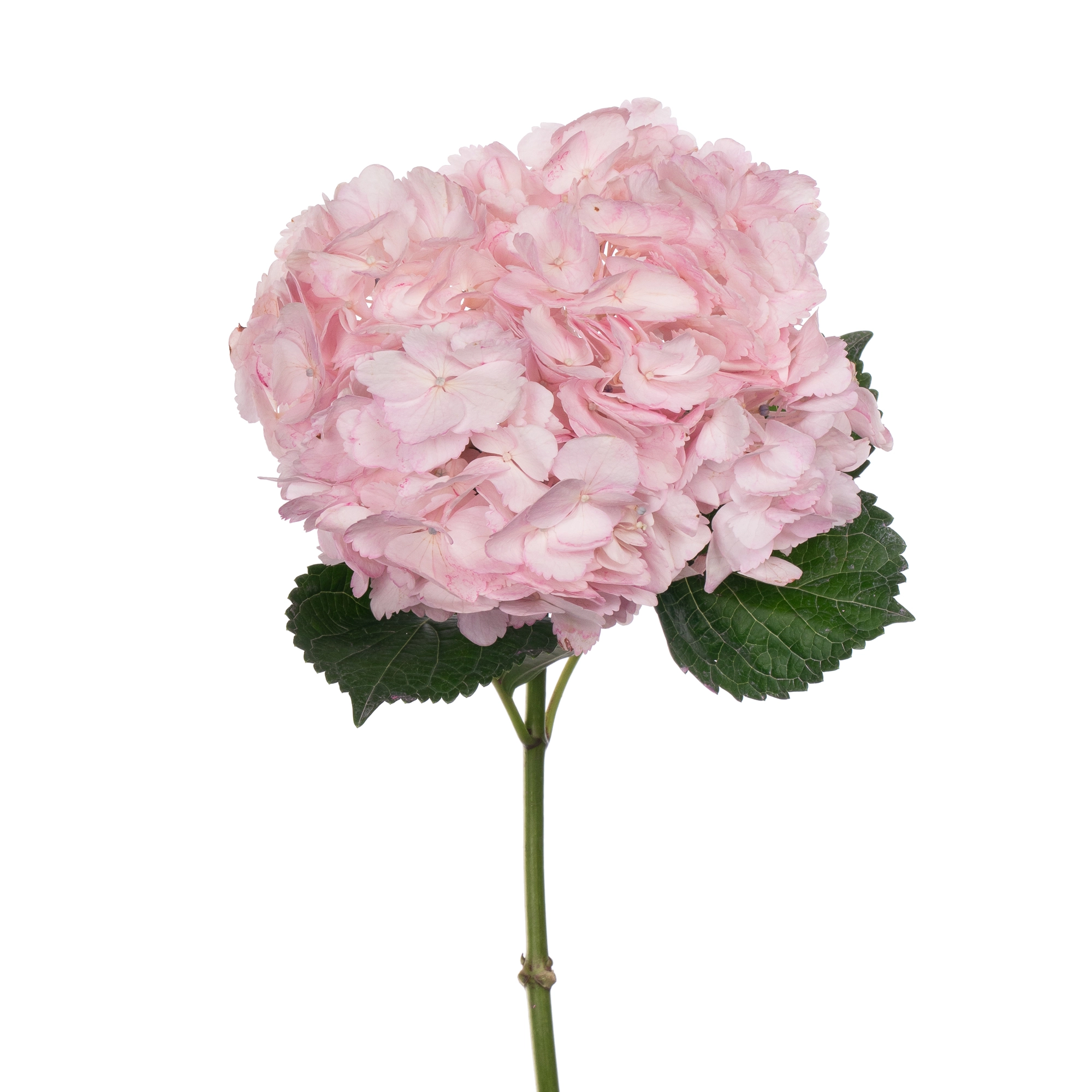 Гидрангия джамбо светло-розовая