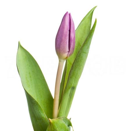 Тюльпан эн пёрпл принц