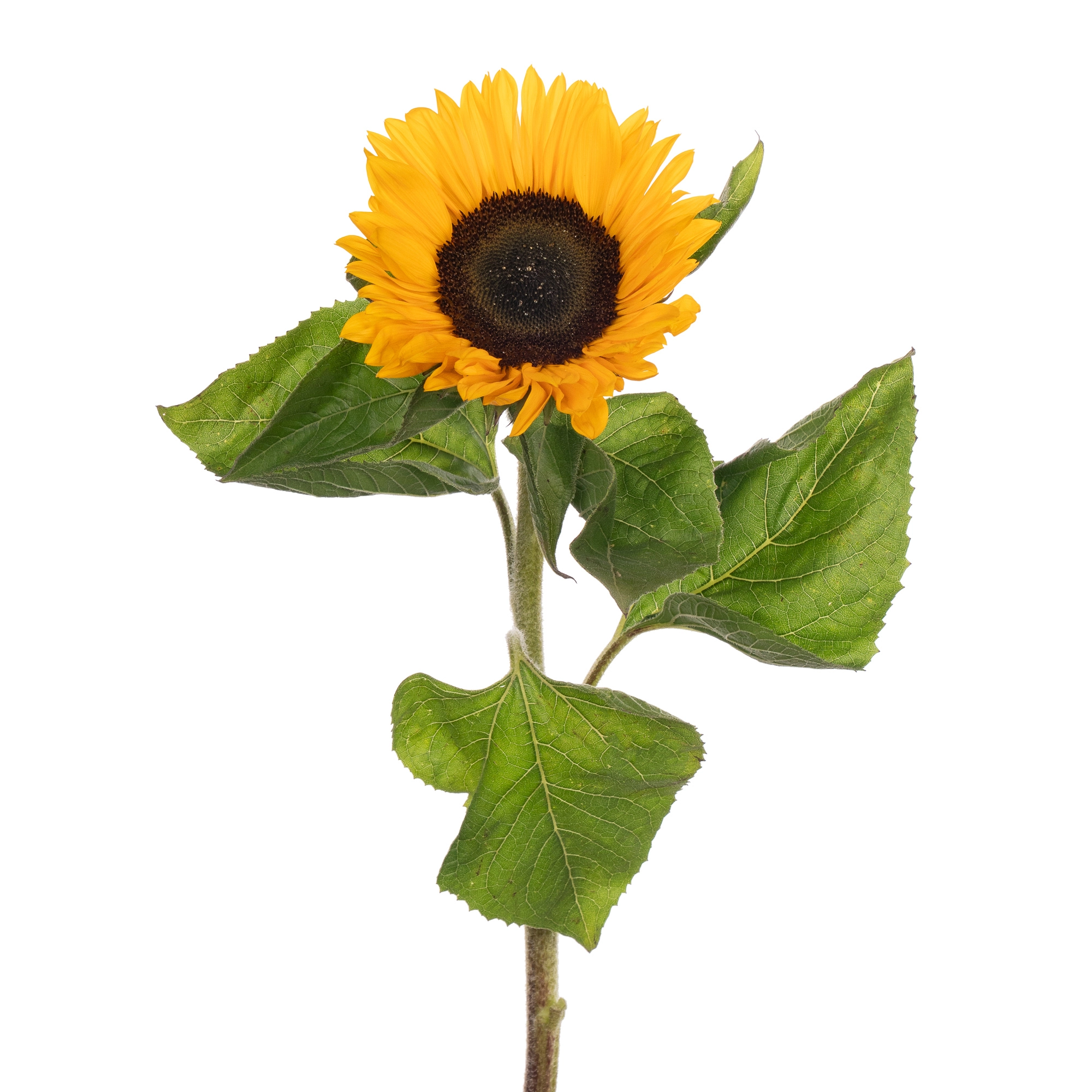 Гелиантус санрич прованс