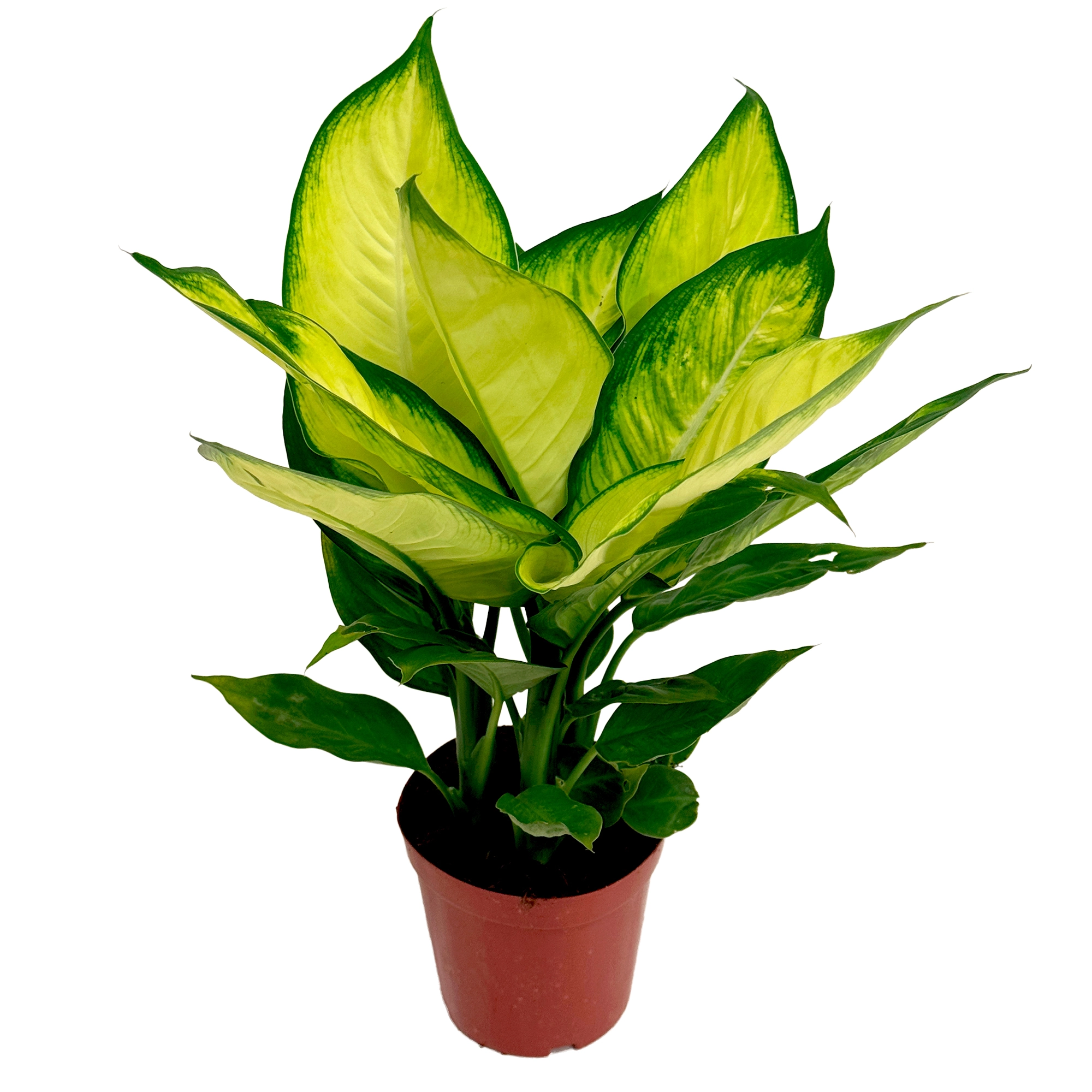 Диффенбахия Марианна