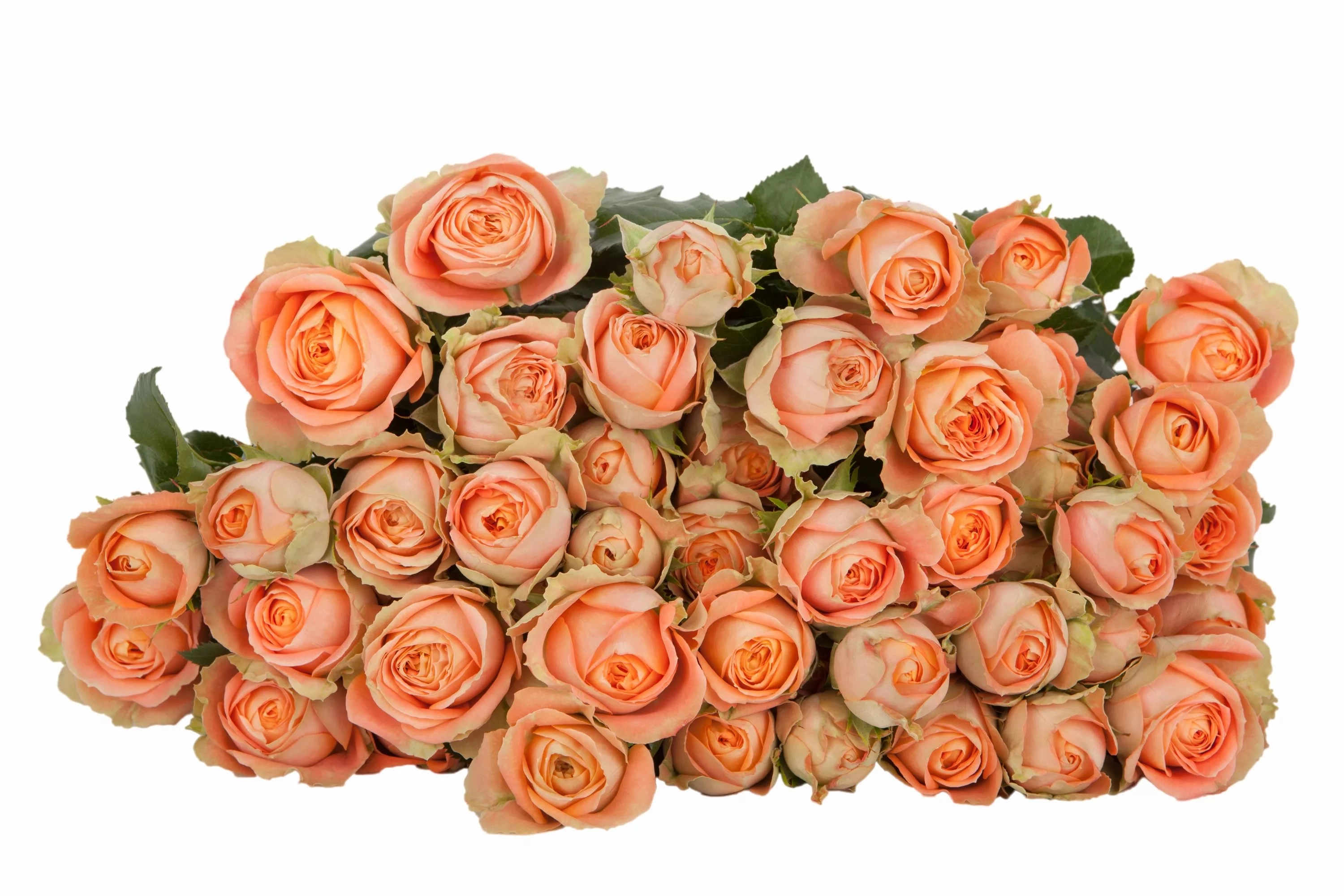 Роза куст джус сенсейшн