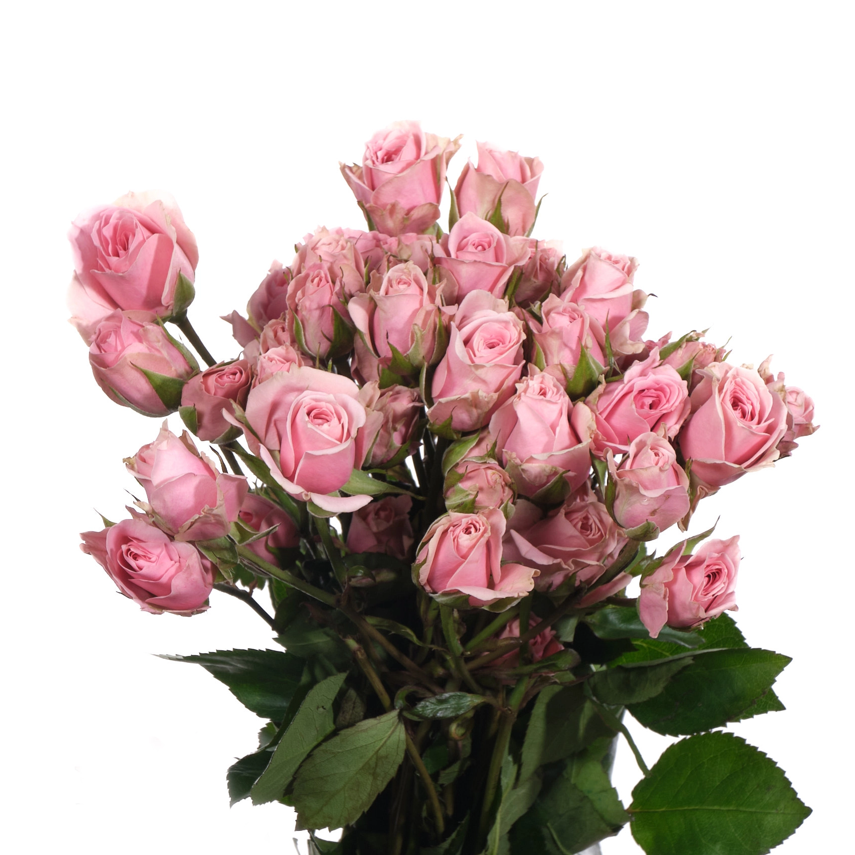 Роза куст эльба