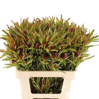 Леукадендрон черри перл