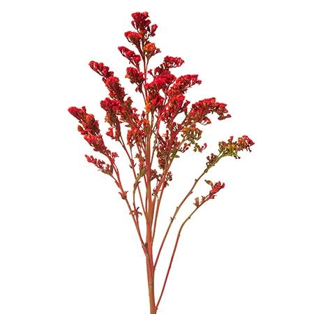 Солидаго голд глори краш. красный